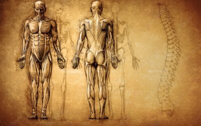 Dlaczego znajomość anatomii w rysunku jest ważna