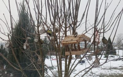 Zimowe karmniki dla ptaków – prosto, szybko i ekologicznie